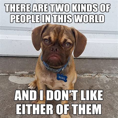 The 10 Best Memes Of Grumpy Dog This Dogs Life Dog Community