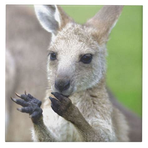 Cute Joey Kangaroo Tile Joey Kangaroo Kangaroo Cute