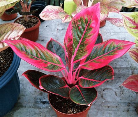 Nama Jenis Tanaman Aglaonema Lengkap Terupdate