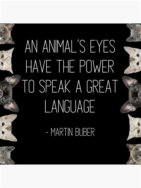 Cute Pets Eyes An Animals Eyes Have The Power To Speak A Great