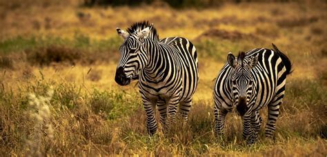 This is a deserted zebra. plains zebra subspecies | Africa Safari Guide