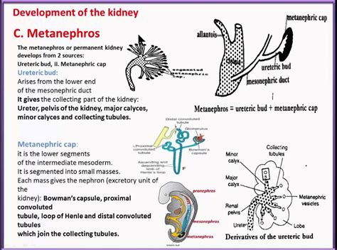 Urogenital System 4 Development Of The Kidney Metanephros Youtube