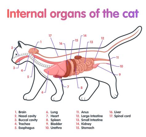 The female genital organs consist of an internal and an external group. Cat Anatomy - or Catnatomy! A Look Inside Your Cat