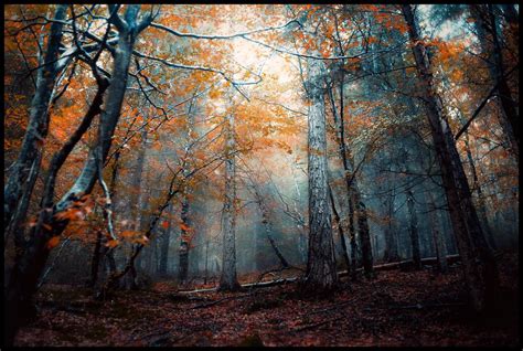 Misty Forest Misty Forest Autumn Forest Photo Art