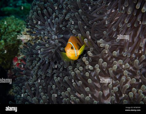 Pink Skunk Clownfish Amphiprion Perideraion Sheltering In Anemone In
