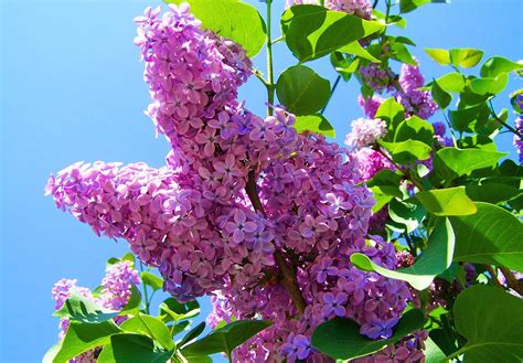 Lilac Tree Planting Guide