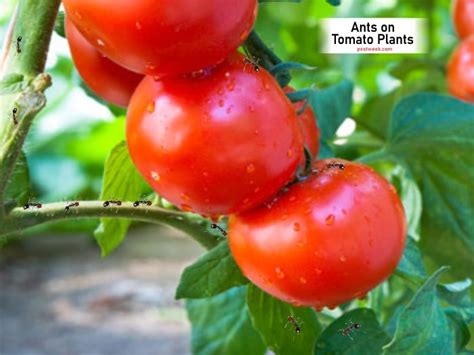 Ants On Tomato Plants How To Remove Them Pestweek