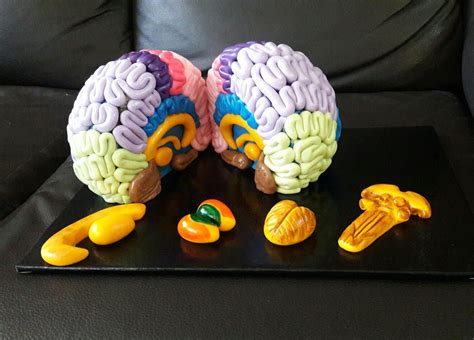 Brain Models Skin Anatomy Brain Art Pisco Neuro 3 D Psychology