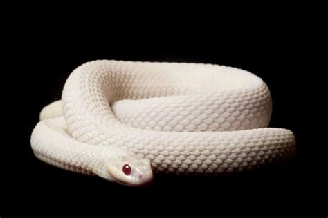 Discover 12 White Snakes Imp World