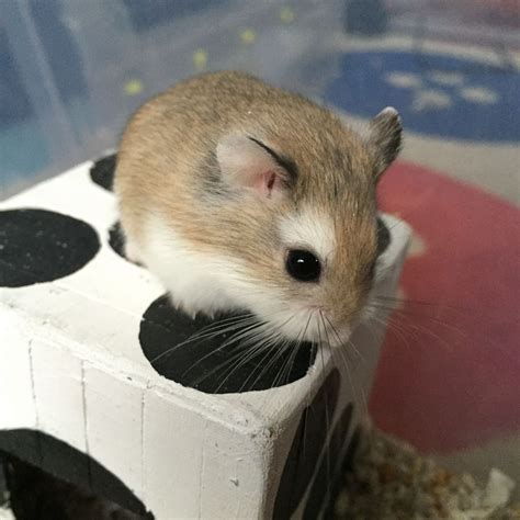 Price may vary by location. Baby Roborovski Hamsters for sale | Southampton, Hampshire ...