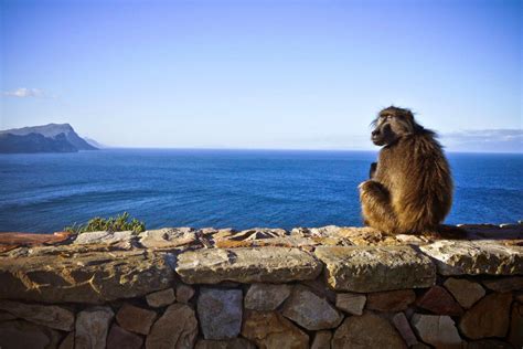 5 Places Where You Can See Animals In Cape Town