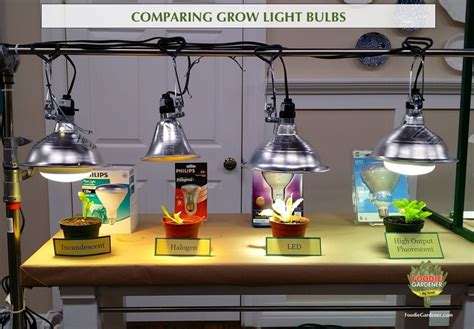 Grow Lights For Beginners Start Plants Indoors The Foodie Gardener™