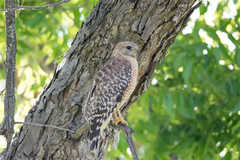 Texas Hawks And How To Tell Them Apart Birdinglocations