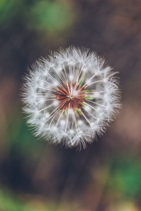 Macro Dandelion Del Colaborador De Stocksy Javier Pardina Stocksy