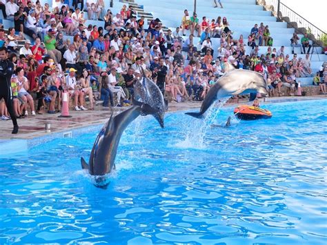 Dolphin Show Jasmine Tours Sharm El Sheikh Day Tours
