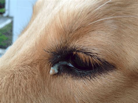 Does Your Dachshund Have Eye Problems Signs Causes And Prevention