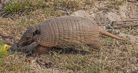 Six Banded Armadillo The Animal Facts Appearance Habitat Diet