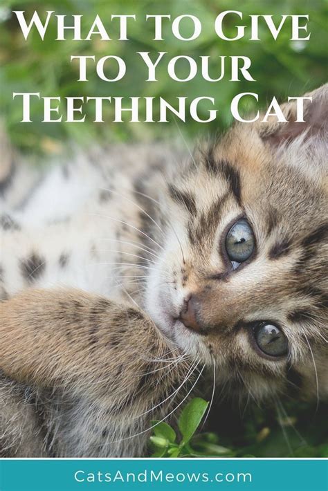 So here is how you go about administering kitten shots at home. My Cat is Teething, What Do I Give Him? | Cats, Kittens ...