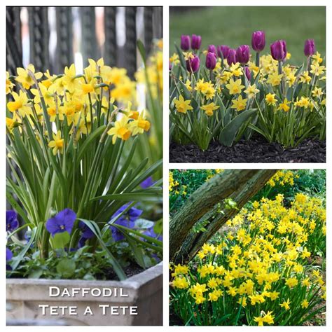 Long Lasting Tulips And Daffodils Start Here Daffodils Spring