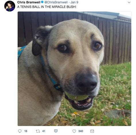 10 Tweets That Prove Dogs Are Both Intelligent And Dumb
