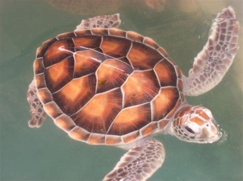 How to paint a water turtle? Baby turtle - shell pattern | Turtle, Baby turtles, Sea turtle