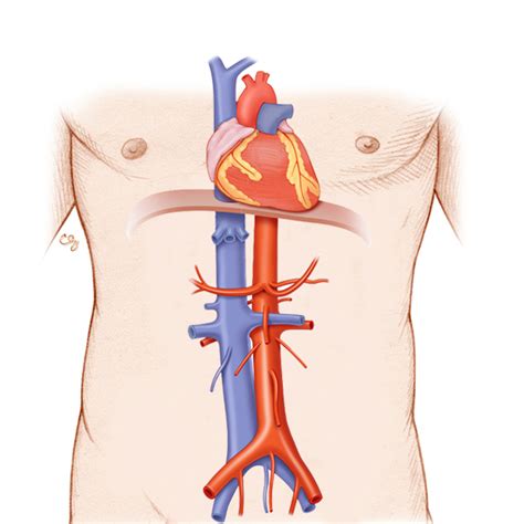Aorta IVC Anatomy Physiology Module SonoSim