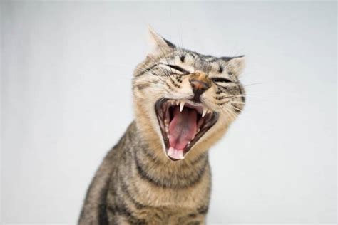 She needs to broaden her horizons and devote more of her time to herself, snoozing away her days in her beloved armchair. Why Do Cats Growl?