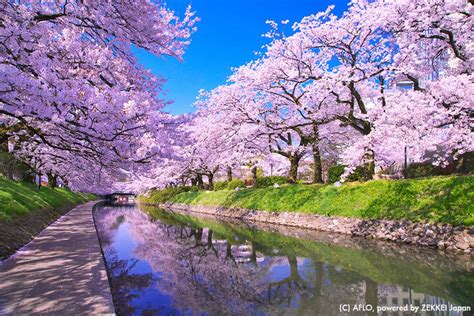 夜も昼も魅惑的♪3月に行きたい桜の絶景をまとめてみた！｜zekkei Japan