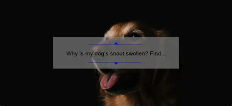 Understanding The Causes And Remedies For Swollen Dog Snouts A