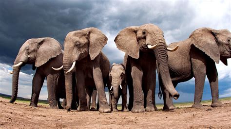 Gray Elephants Animals Nature Elephant Landscape Hd Wallpaper