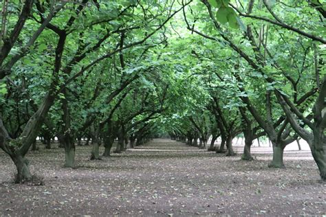 Oregon Hazelnut Varieties In A Nutshell West Coast Nut