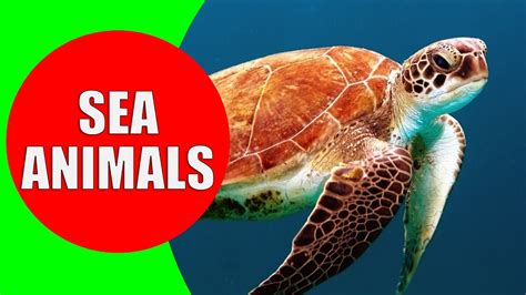 Sea Animals For Kids In Real
