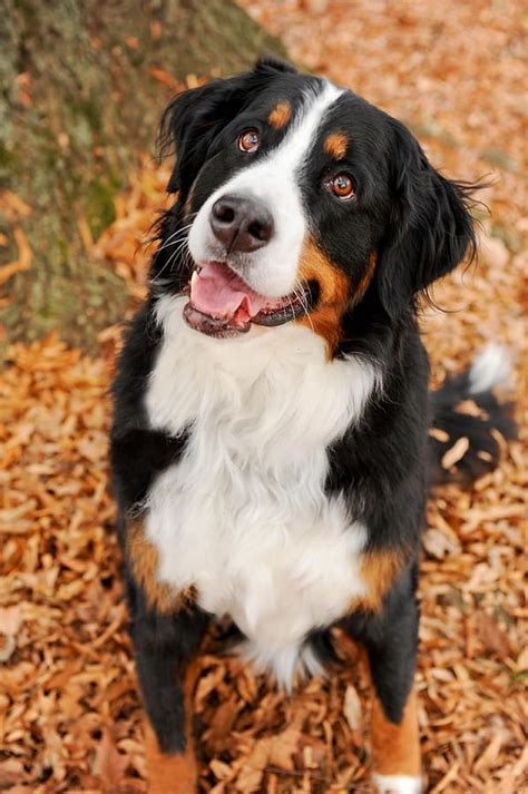 126 Best Bernese Mountain Dog Images On Pinterest