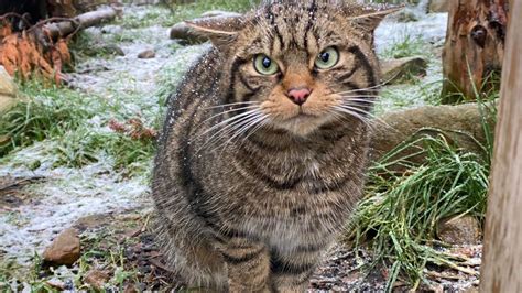 Wildcats To Be Released In Scottish Highlands For The First Time To