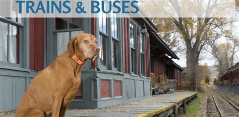 Traveling With Pets Trains And Buses