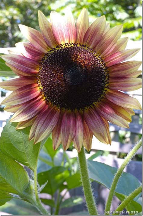 Pink Sunflower Outside Pinterest