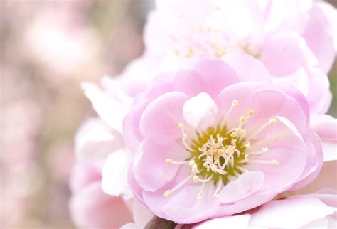 Wallpaper Cherry Blossom Sony Pink Spring 7 Flower Ume Petal