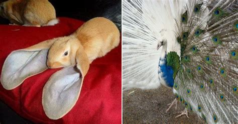 13 Animals With Unique Features That Astonished The Internet Small Joys