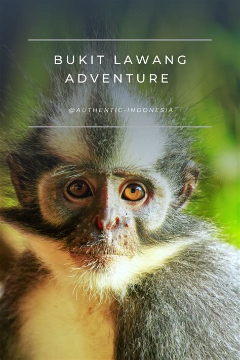 Hundreds of years ago paramao root oil was discovered on two small islands on the indonesian archipelago. Bukit Lawang Adventure di 2020 | Indonesia, Beautiful