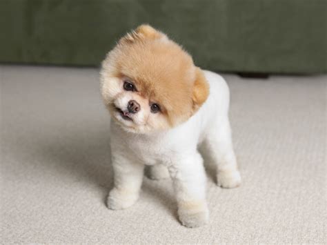 Cute Small Dog Breeds Biological Science Picture