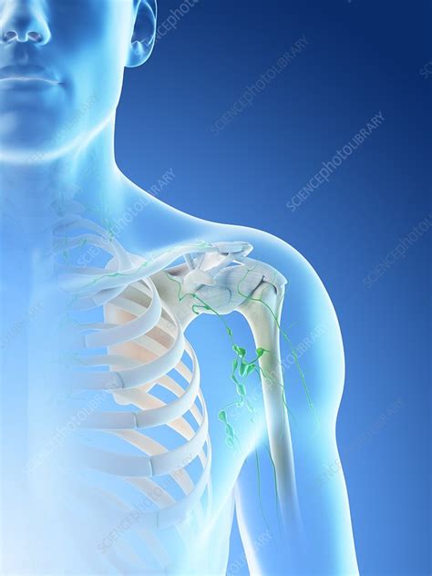 Lymph Nodes Illustration Stock Image F0266109 Science Photo Library