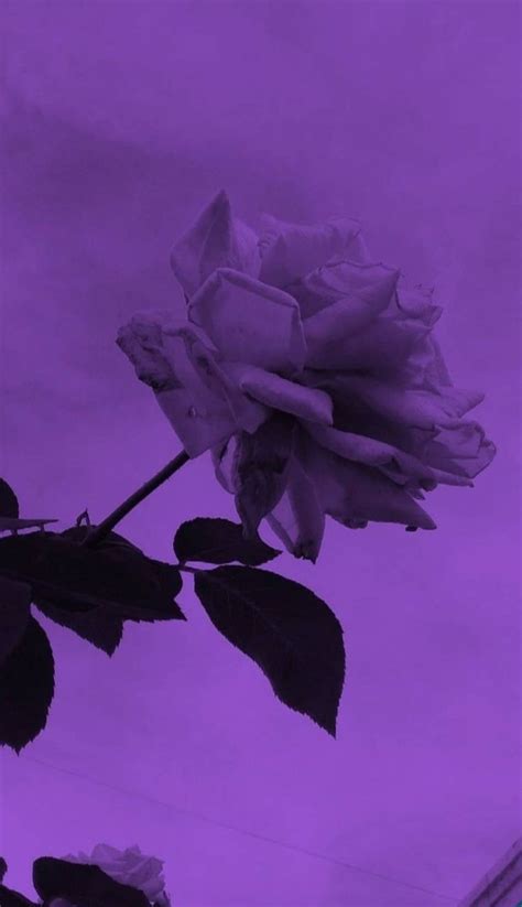 Pin By 𝕓𝕠𝕘 𝕞𝕦𝕞𝕞𝕪 On ️♡ Purple Aesthetic Dark Purple Aesthetic