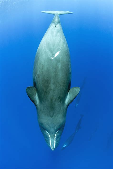 Sperm Whales Of Dominica Franco Banfi Wildlife Photographer