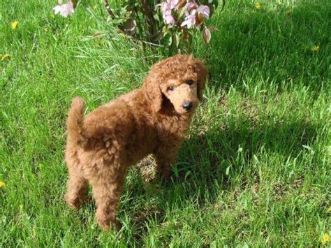 Renowned poodles offers a large range of standard poodles and poodle puppies for sale, including parti, phantom, brindle, white, black, silver, red we take the proper steps to provide future owners with healthy puppies. Red Standard Poodles Puppies for Sale in Bruce, Wisconsin ...