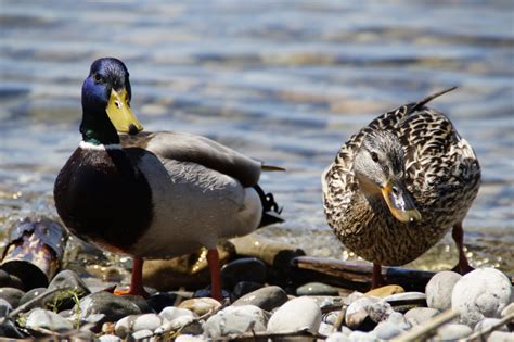 Free Images Nature Lake Pond Wildlife Swim Beak Couple Two