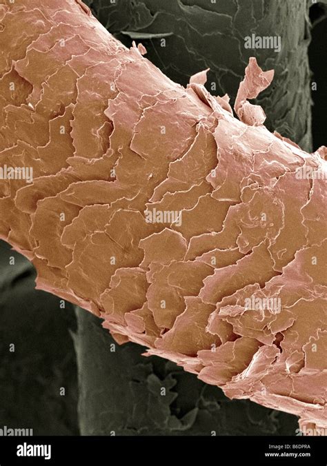 Human Hair Coloured Scanning Electron Micrograph Sem Stock Photo Alamy