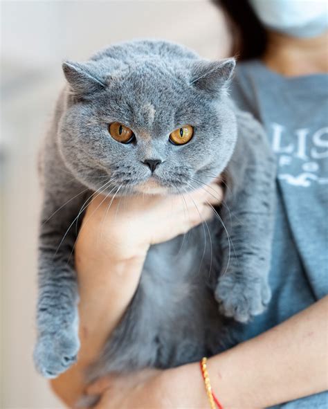 The Personality Of A British Shorthair Cat — Fluffydolls