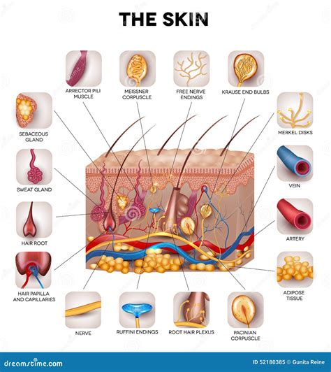 Skin Anatomy Stock Vector Illustration Of Healthy Gland 52180385