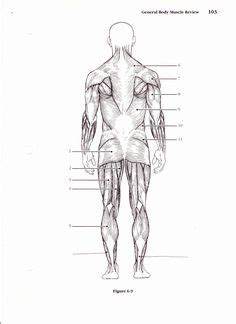 Lying in horizontal plane with back facing upward and face downward. Human skeleton labeled ~ know your body :) | Physiology ...