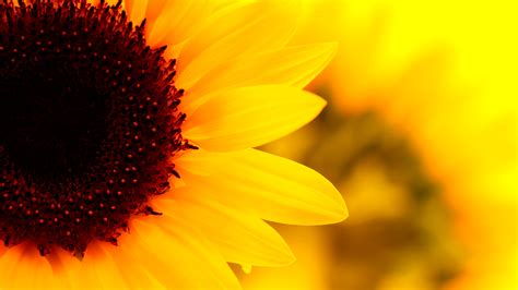 Best 42+ Sunflowers Wallpaper on HipWallpaper | Sunflowers Wallpaper, Sunflowers Daisies ...